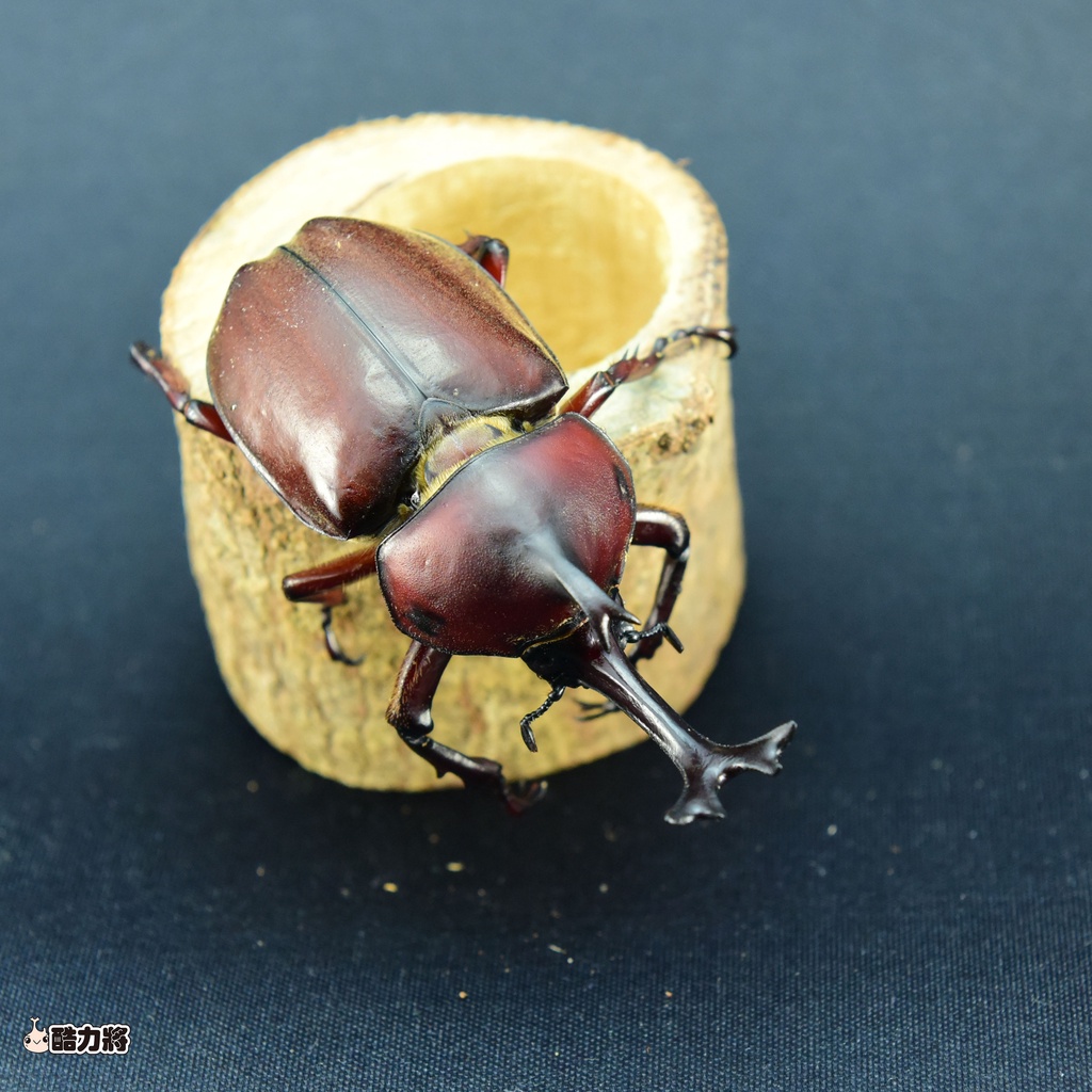 【酷力將】甲蟲專用 天然木果凍台
