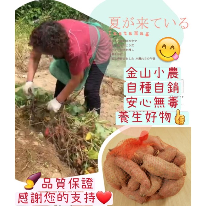 好物推薦❤(🍠金山季節性產品)金山地瓜/台農66號紅心地瓜