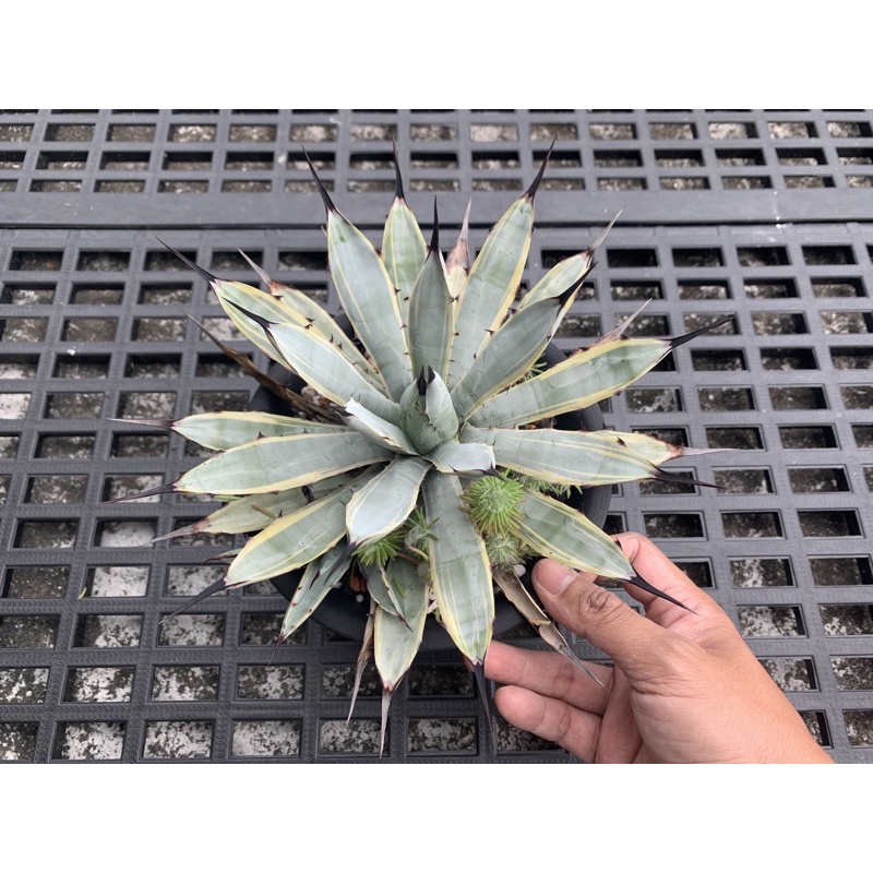 八荒殿覆輪 側芽 龍舌蘭 Agave 八荒殿