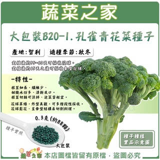【蔬菜之家滿額免運】大包裝.孔雀青花菜種子 0.3克(約88顆)(有藥劑處理) 花球翠綠，外型美觀，可多階段性採收