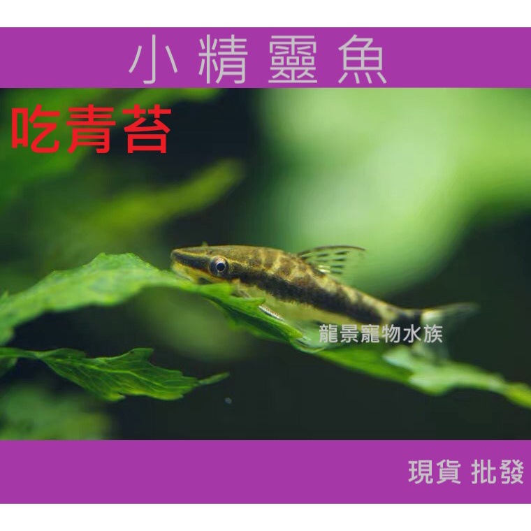 青苔鼠 優惠推薦 21年11月 蝦皮購物台灣