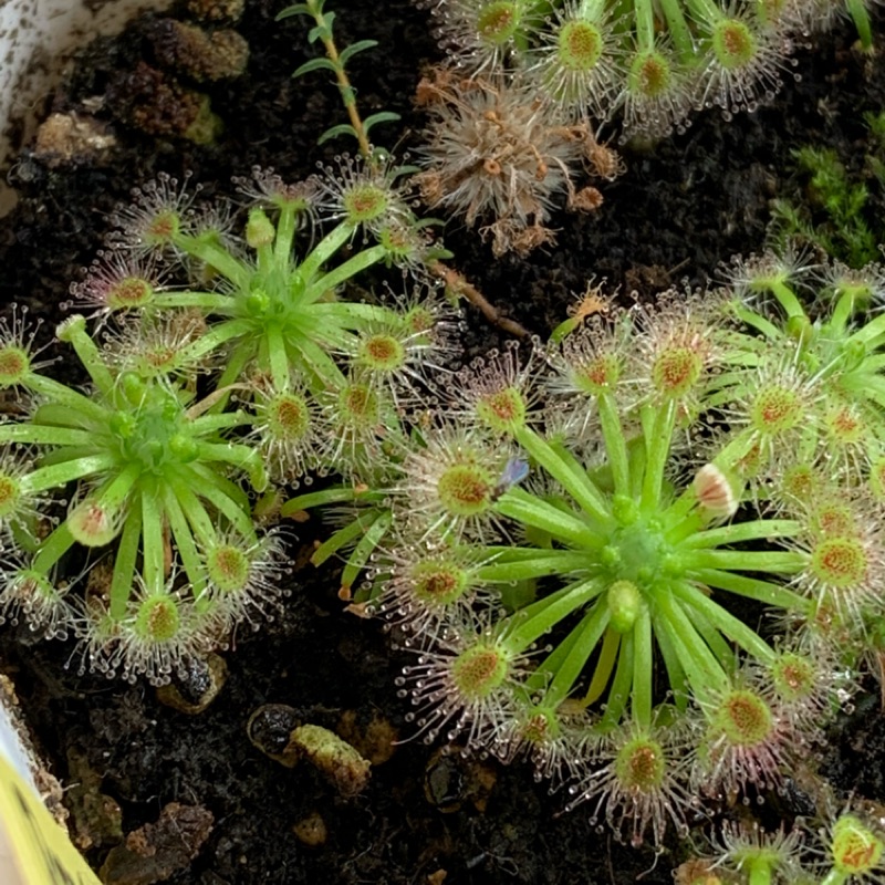 *DG* 凱樂斯迷你毛氈苔胞芽 Drosera Callistos 食蟲植物 迷你毛氈苔 蝕