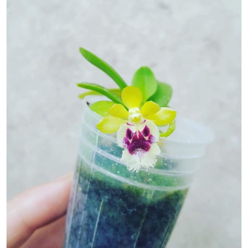 Haraella retrocalla台灣香蘭 台灣特有種 全世界僅一屬一種  植株迷你 晚上會香 建議板植