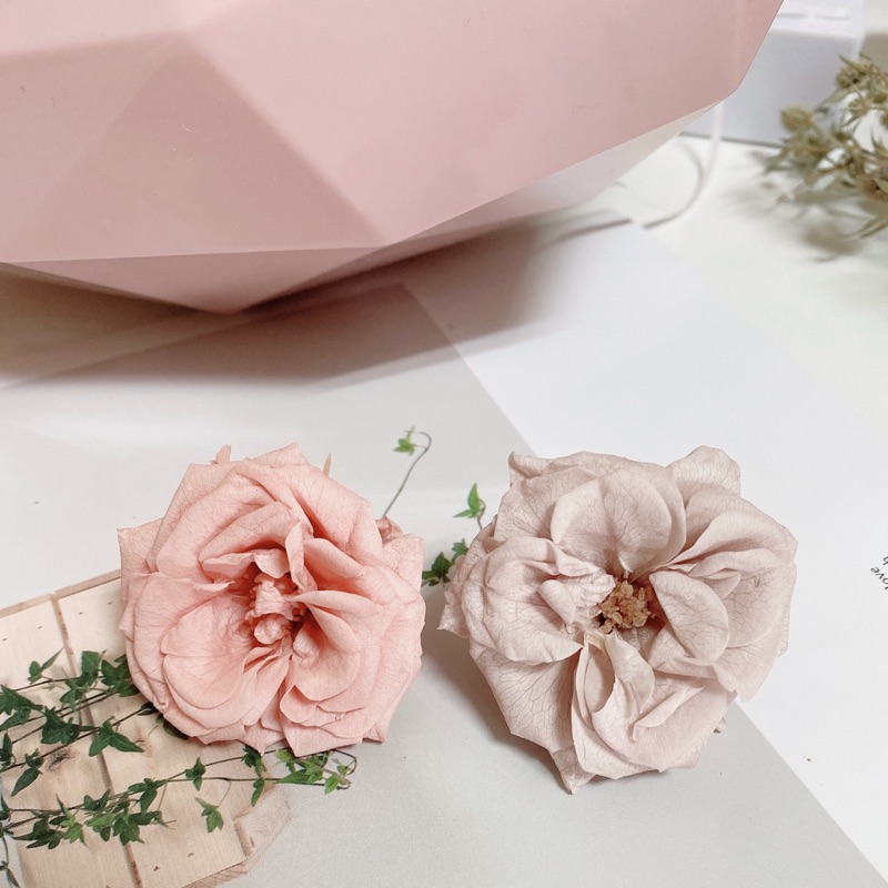 Dora 日本大地農園永生花不凋花薔薇瑪莉安裸粉杏色 蝦皮購物