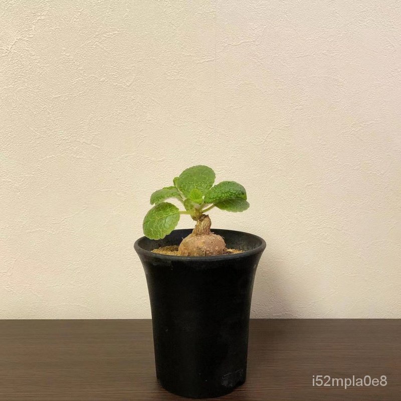 多洛塔園藝斷崖王子塊根植物室內盆栽花斷崖女王精品仙人球仙人掌類桌面奇趣 蝦皮購物