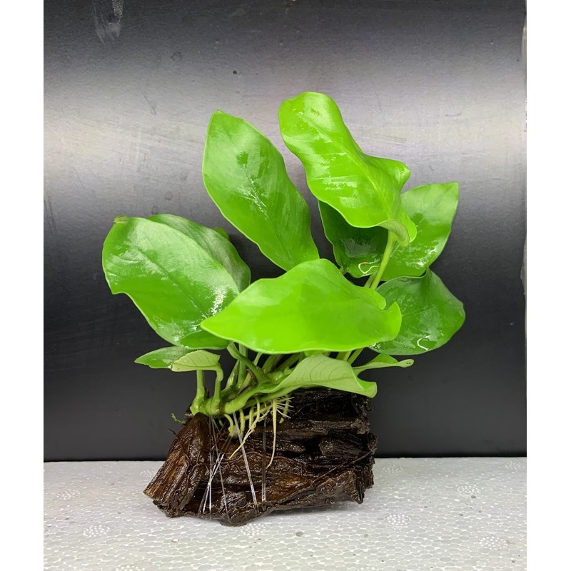 現貨 稀有 黃金小榕沉木不需co2 水草造景沉木裝飾魚缸 蝦皮購物