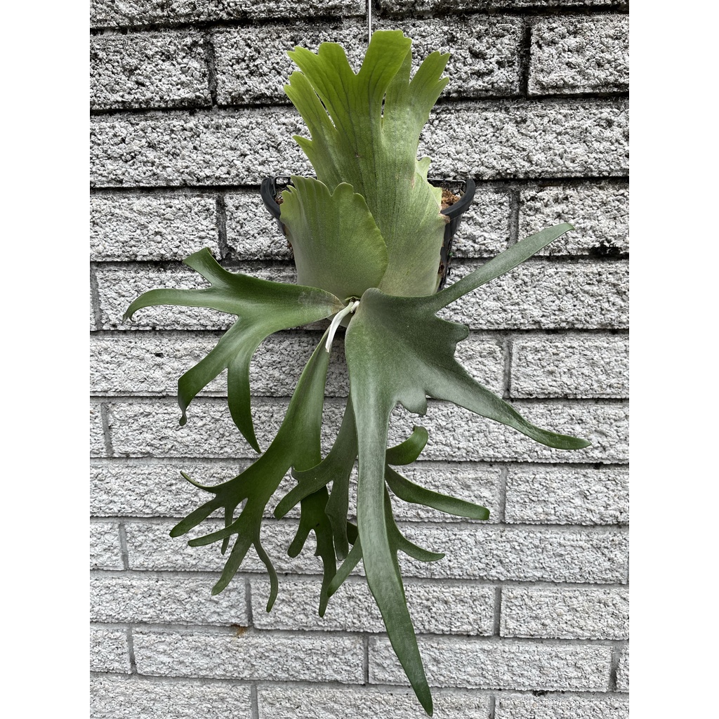 期間限定 P. willinckii 'Dwarf Tatsuta' spore ecousarecycling.com