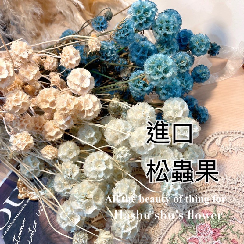 現貨 進口松蟲果永生松蟲果乾燥花材乾燥花乾燥花束材料材料包乾燥花材料包花花材批發乾燥花材批發乾燥花束