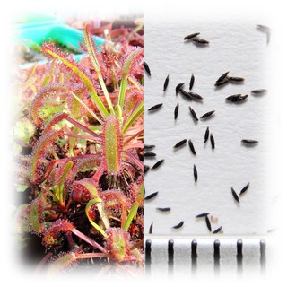 ✿蝕草小舖✿ 食蟲植物 D. capensis "giant form"(巨大好望角毛氈苔)種子