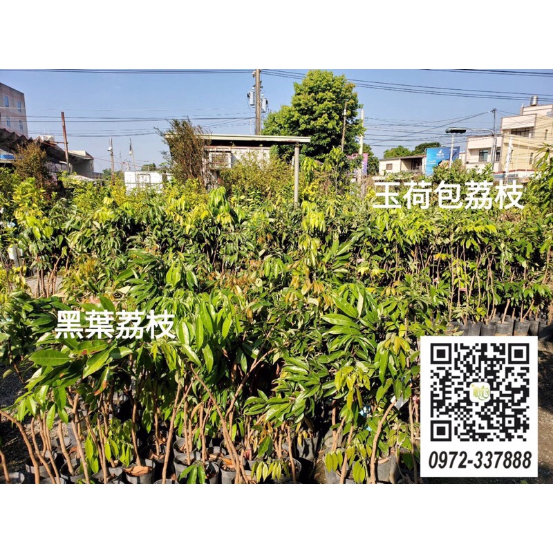 🌱「岷成果樹苗園-果語樹學果樹專賣」黑葉荔枝水果苗/荔枝苗/果苗/種苗/高雄燕巢種苗果苗