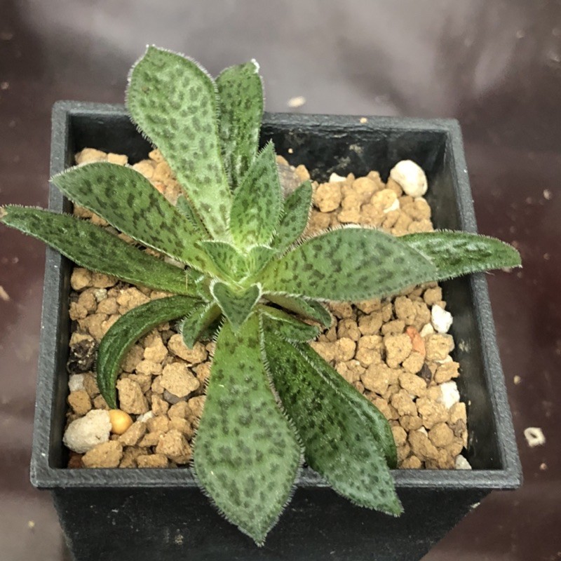 A61 花簪熊多肉植物1 5 蝦皮購物