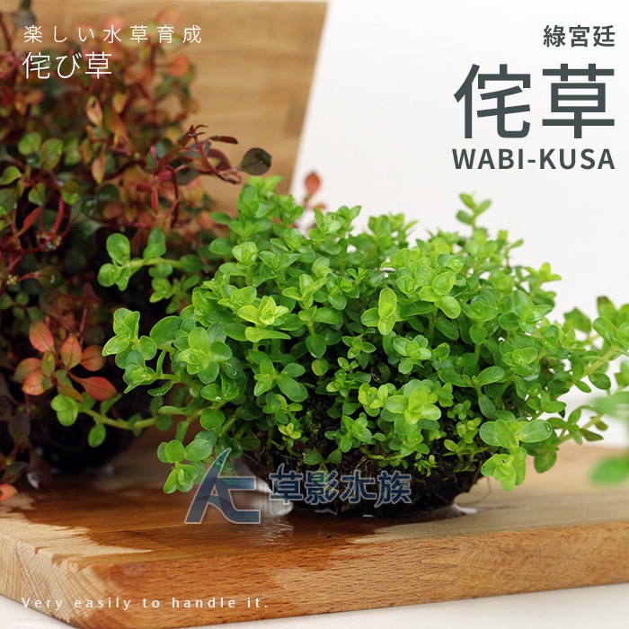 Ac草影 綠宮廷佗草 一個 蝦皮購物