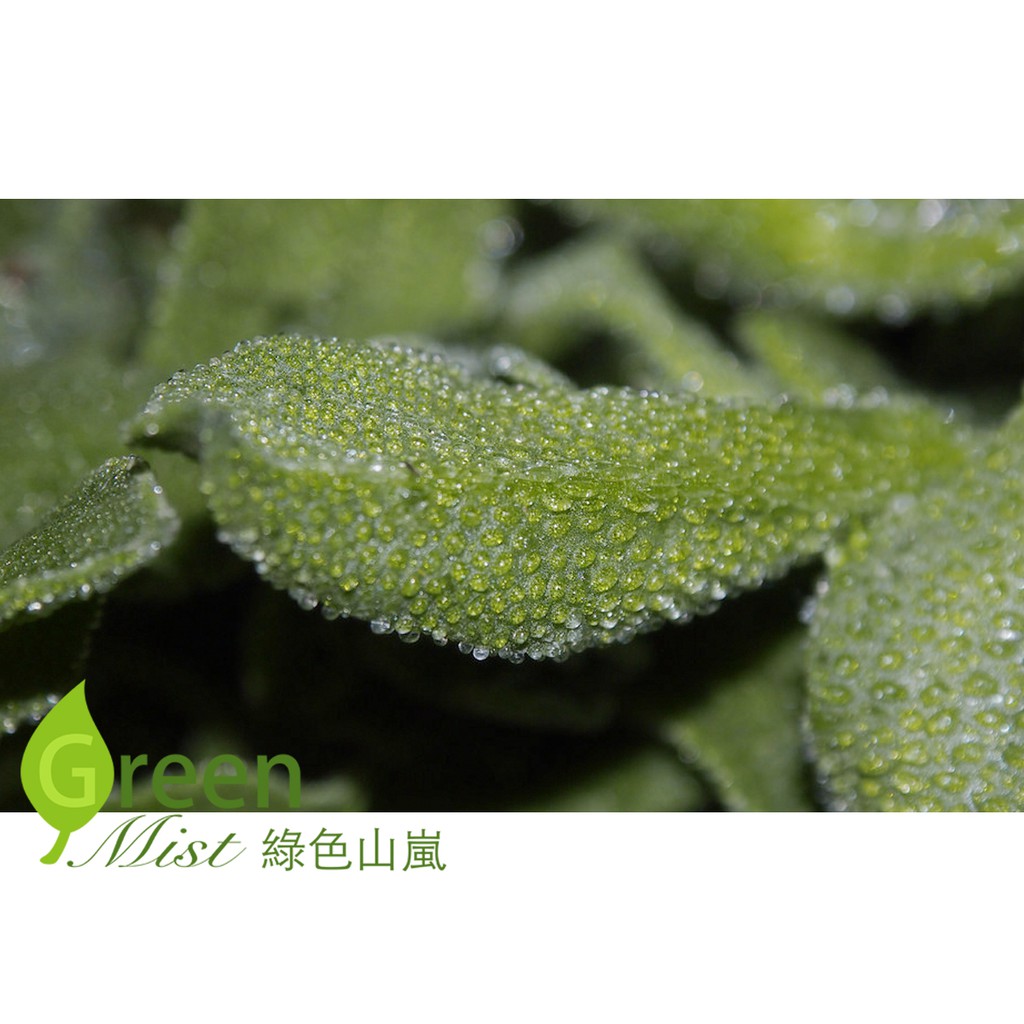 現貨 水晶冰花 約100粒種子 冰菜非洲冰花日本冰花日本冰菜蔬菜種子 綠色山嵐 蝦皮購物