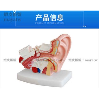 (MD-B_0882)桌上型耳解剖模型 人體醫學耳解剖模型 耳部 耳朵 全耳模型