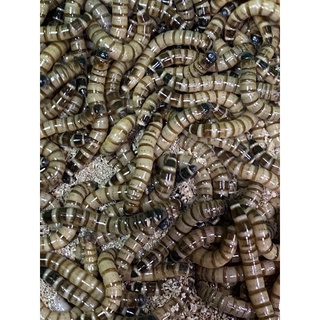 【蟑東西】（套餐）大麥蟲 麥皮蟲 超級麵包蟲/15g