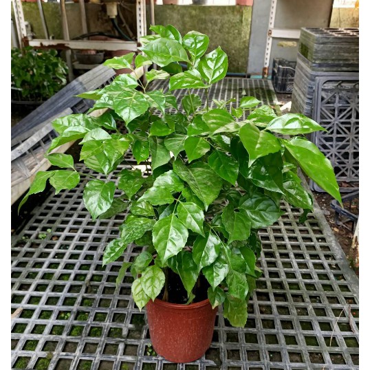 慶平花坊-[旺旺樹]淨化空氣盆栽-6吋盆/目前最熱門的室官樹種