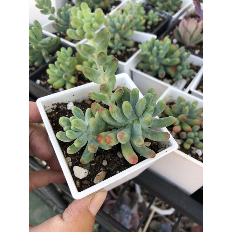 戀心多肉植物景天 蝦皮購物