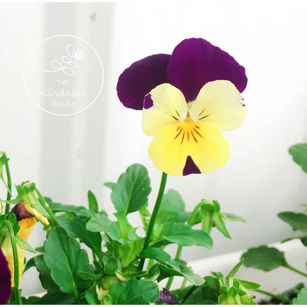 香堇種子 雙色 紫黃 食用花edible Flowers 堇菜科 香菫 蝦皮購物