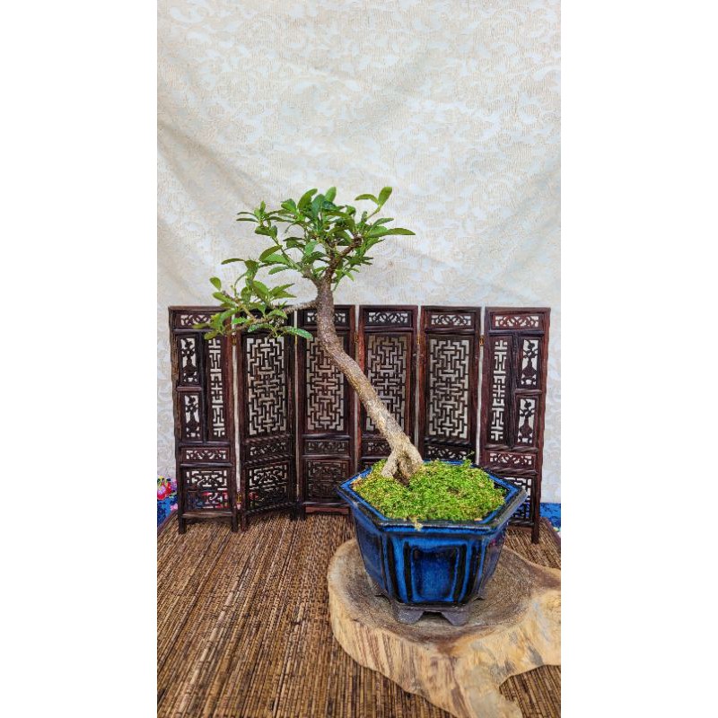 雅舍盆栽 金豆柑 蝦皮購物