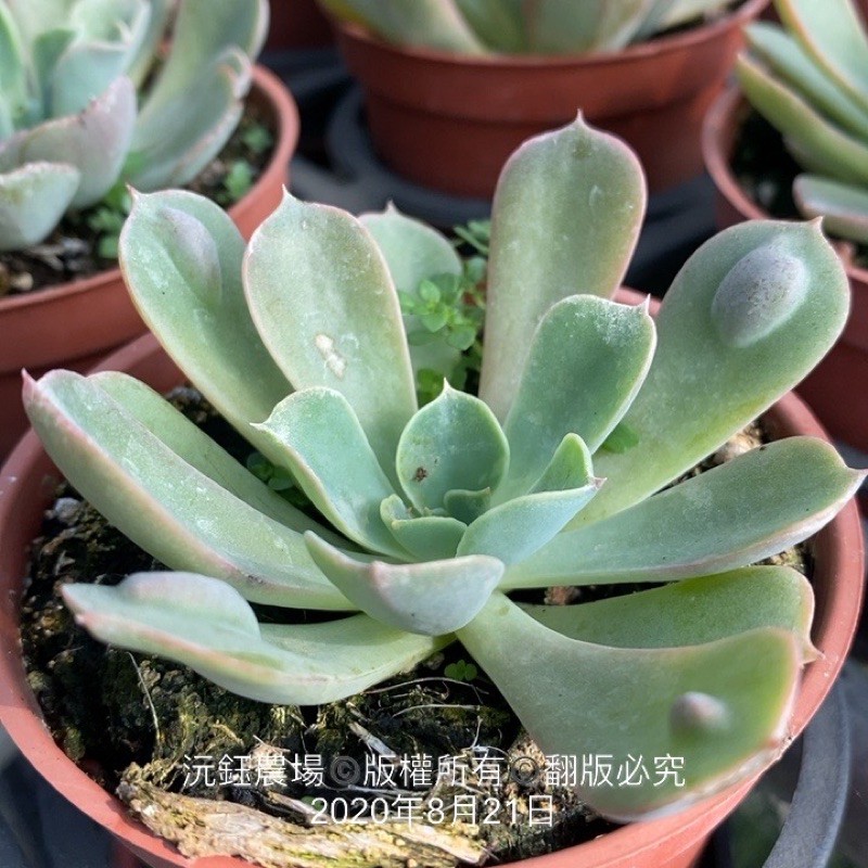 沅鈺農場多肉植物雨滴 露養輕微葉傷 蝦皮購物