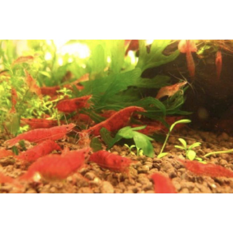 峰哥水族 極火蝦米蝦觀賞蝦水草缸魚缸高級飼料 蝦皮購物