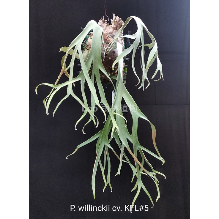 ビカクシダ P.Willinckii cv.Sailar Jupiter ウィリンキー