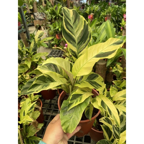 古典油畫竹芋6吋盆特價300元 蝦皮購物