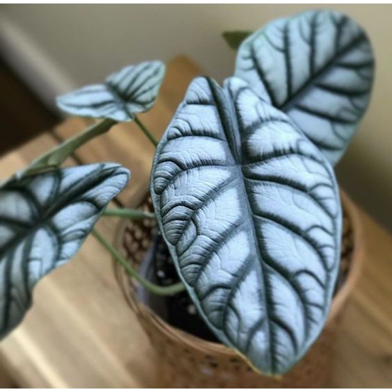 銀龍觀音蓮alocasia Baginda 觀葉植物天南星科新手植物 蝦皮購物