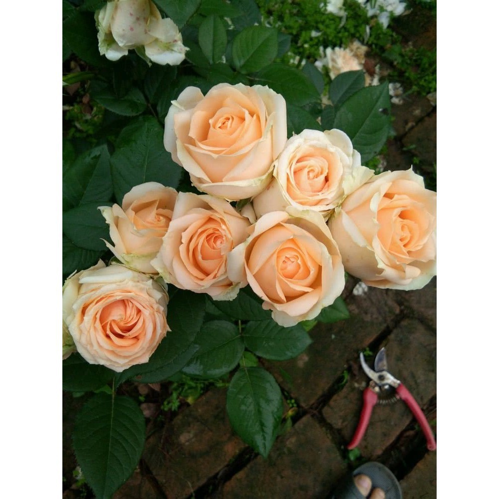 花田美居 店長花卉種子風仙花玫瑰百合薔薇鮮花種籽子四季易種植開花不斷花卉種孑大全 蝦皮購物