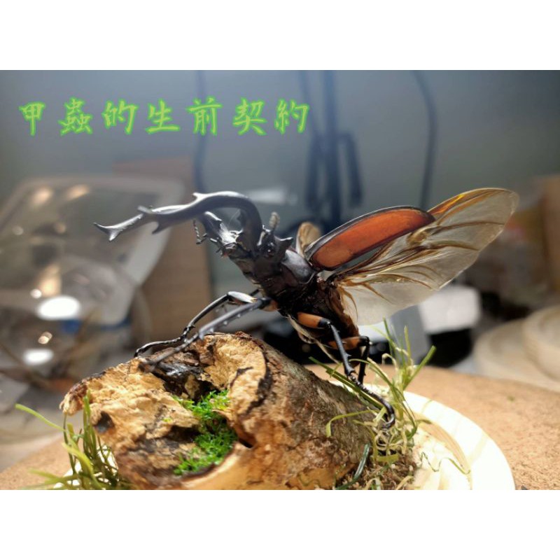 甲蟲的生前契約收藏臺灣深山鍬形蟲昆蟲標本 蝦皮購物