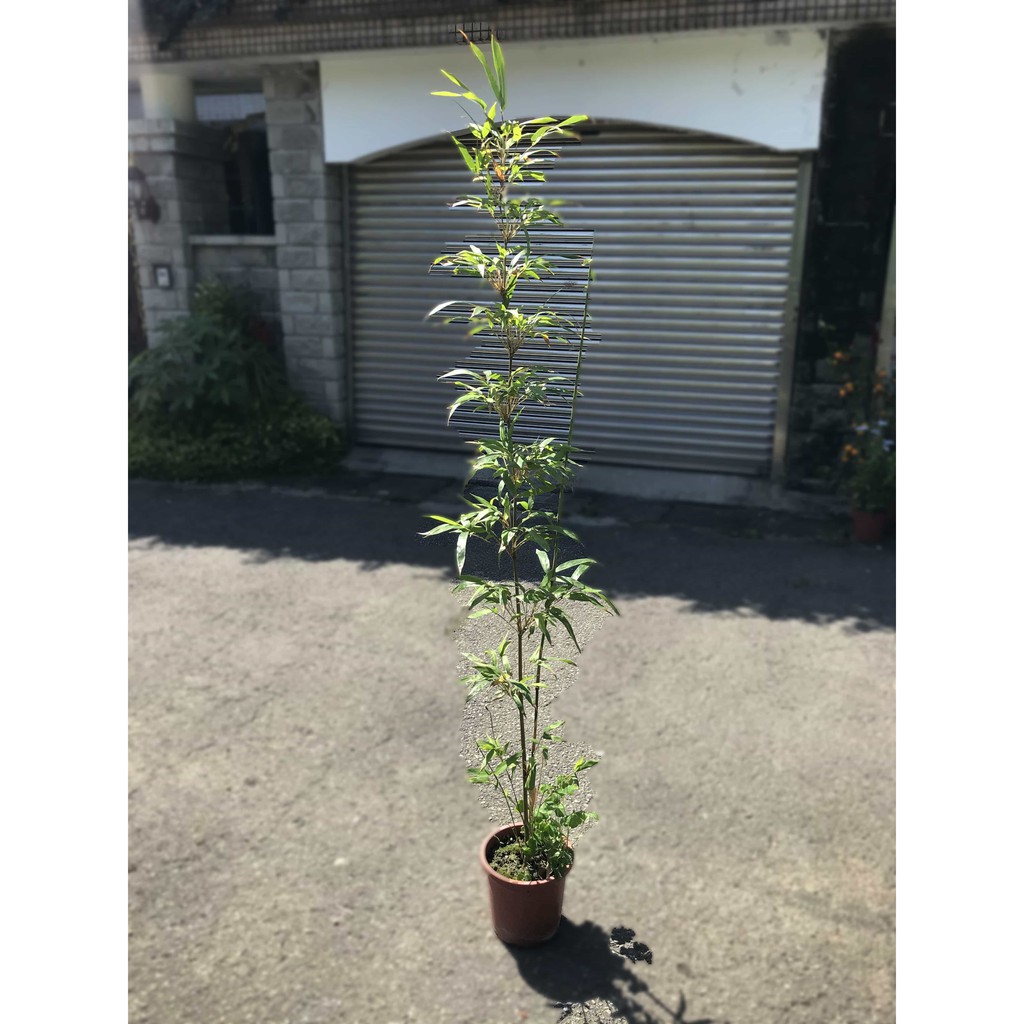 長榮 唐竹 8吋四季竹苦竹盆栽 蝦皮購物
