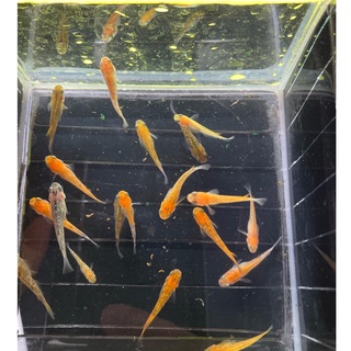 稻田魚 優惠推薦 2021年12月 蝦皮購物台灣