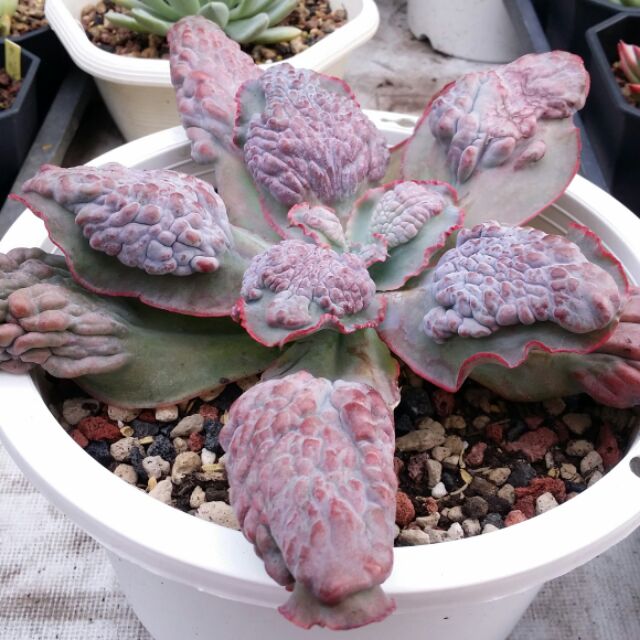 大捲瘤肉 紫藍金剛 成株超大頂芽 定植7吋盆 展葉25公分