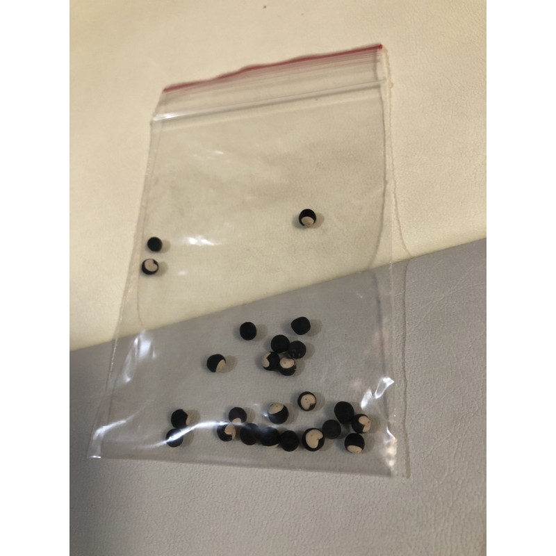 新品 心豆 倒地鈴 風船葛 白花仔草 燈籠草 愛心攀爬好種種子 蝦皮購物