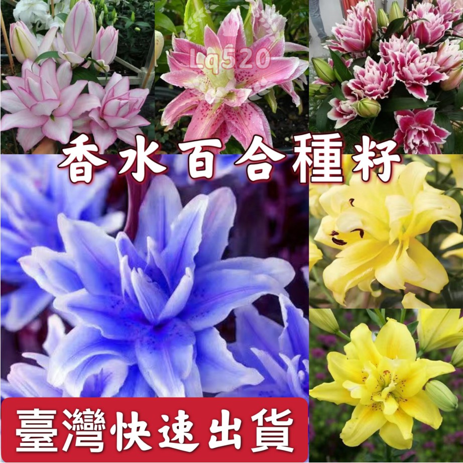 28款香水百合種籽 臺灣快速出貨 23個品種香水百合種子供您選購茜茜花圃限時特價 蝦皮購物