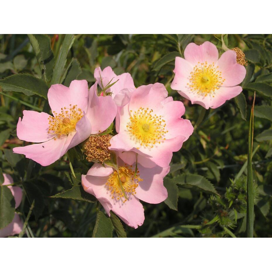 種子 園藝之家 犬薔薇 狗薔薇rosa Canina薔薇屬常用砧木兼果用種50粒 熱賣 蝦皮購物