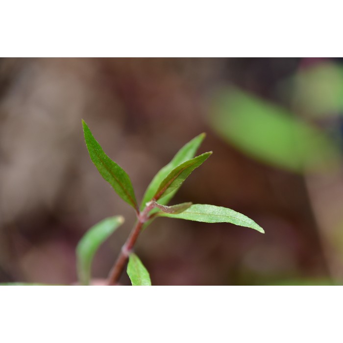 小血心蘭 水上葉 5株元 水上葉出貨 蝦皮購物