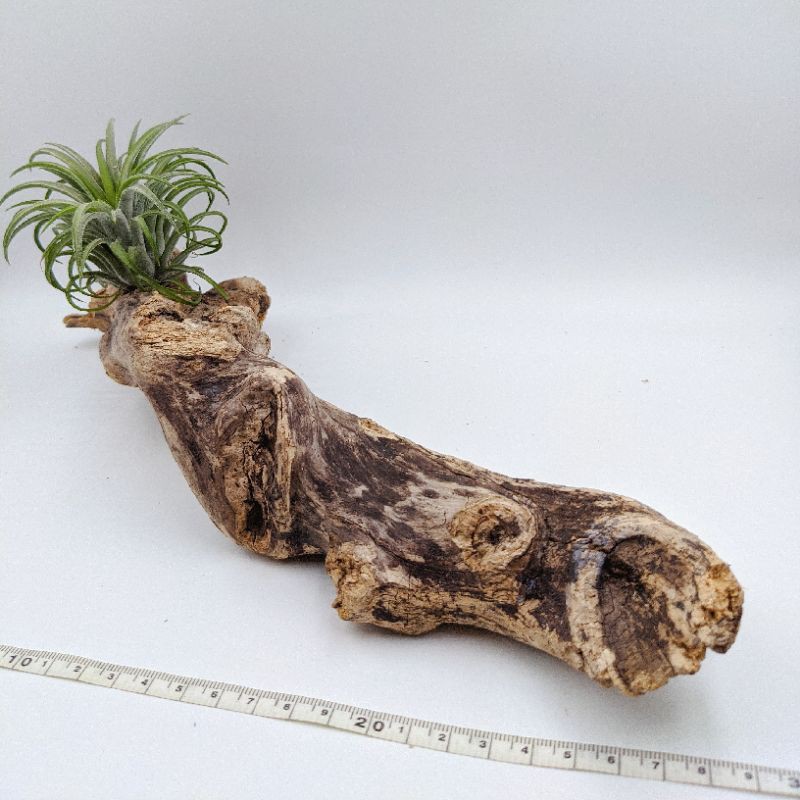多肉植物空氣鳳梨造景流木 蝦皮購物