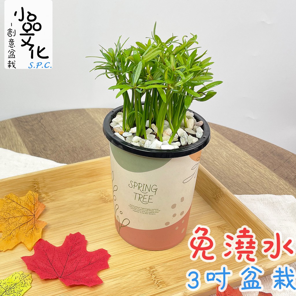 【小品文化】羅漢松【現貨】3吋杯子免澆水盆栽 懶人盆栽 觀葉植物 室內植物 自動吸水 創意花盆 居家辦公盆花