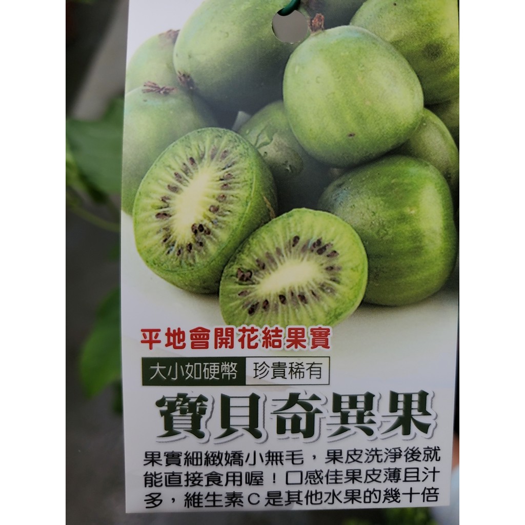 李家果苗 日本寶貝奇異果 3吋盆 平地會結果 3-4年生果 高度40-50公分 單價340元 特價300元