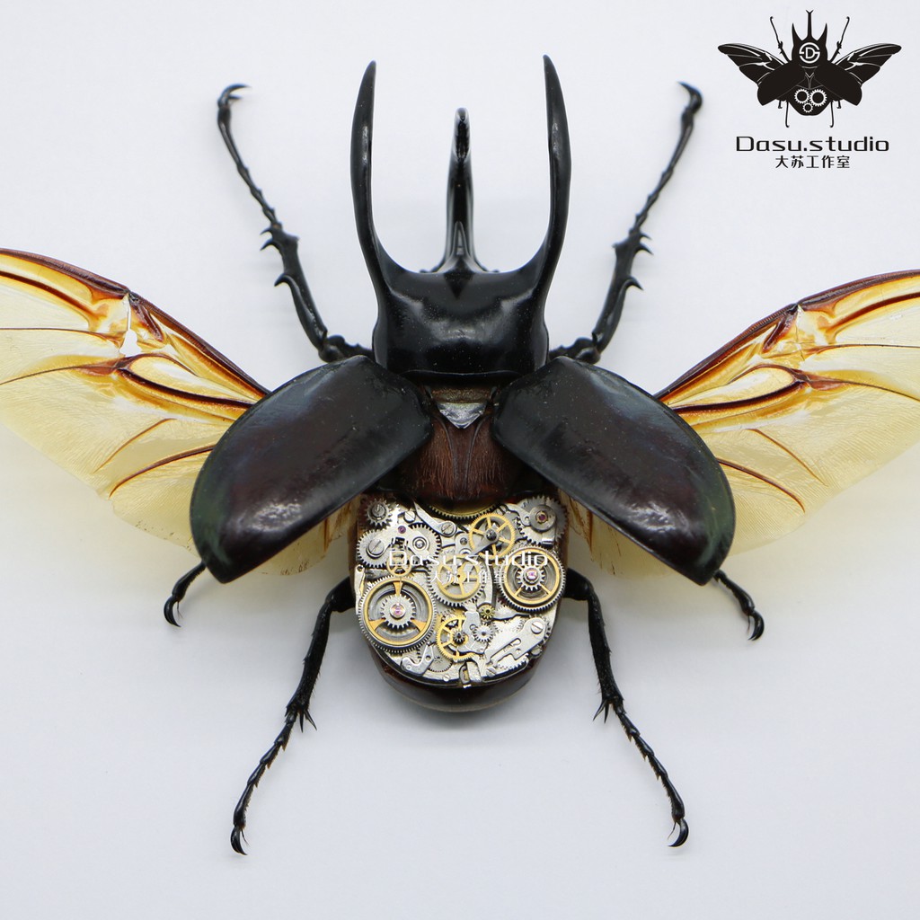 蒸汽朋克甲蟲標本昆蟲大型甲蟲類相框擺件收藏送人禮物大蘇工作室 蝦皮購物