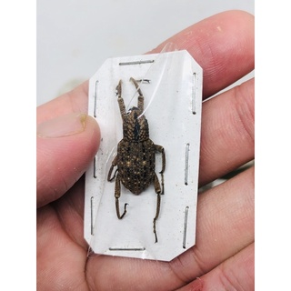 昆蟲標本（死的非活體） Sipalinus gigas granulatus印尼象鼻蟲