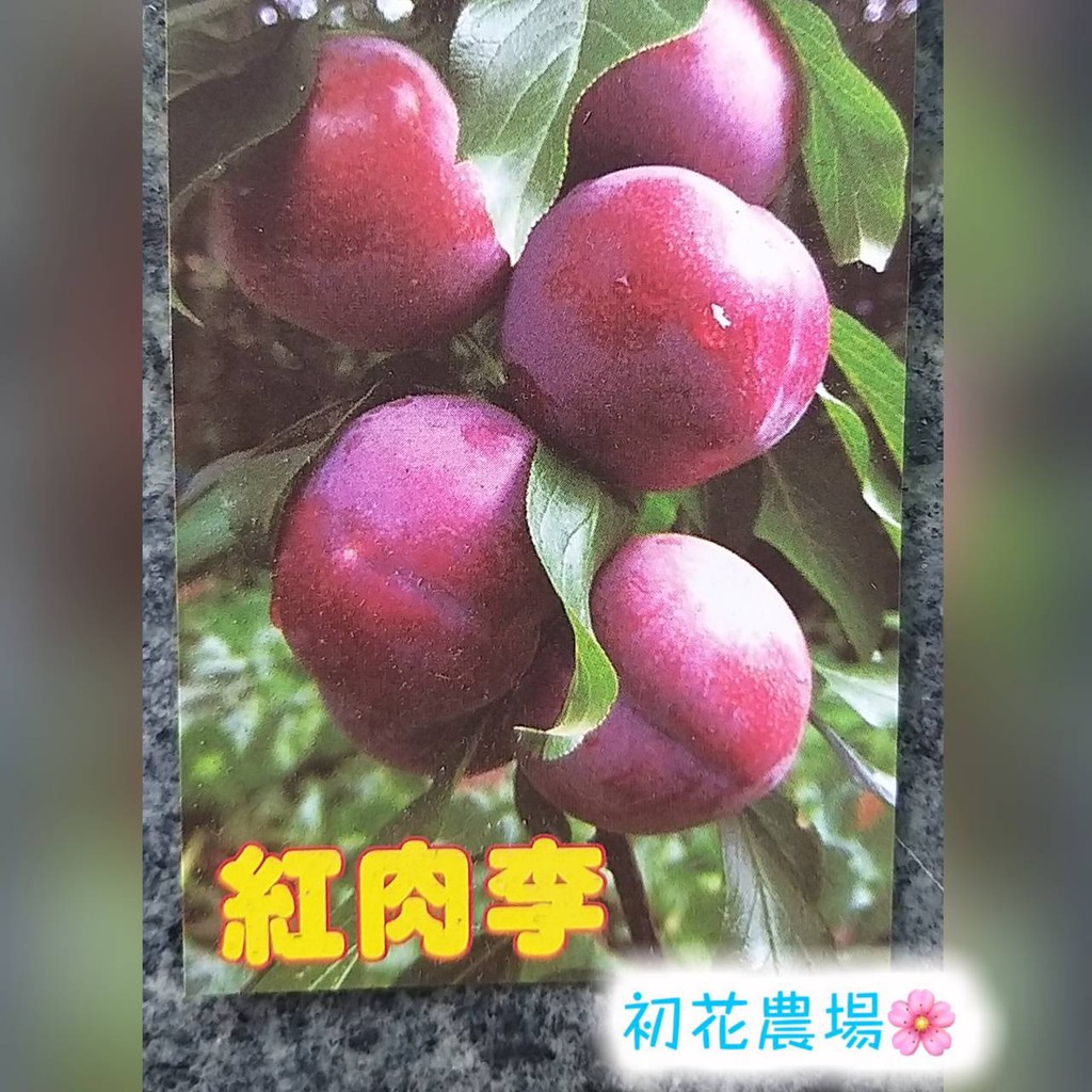 初花農場 紅肉李 果樹 8 4 5 吋盆 8吋盆只能做宅配運送 夏季葉片不漂亮為正常生理現象 蝦皮購物