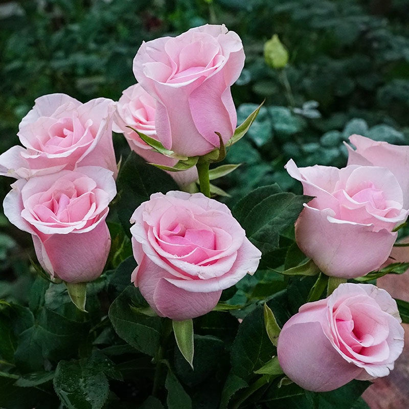 薔薇玫瑰盆栽 Ptt Dcard討論與高評價網拍商品 21年10月 飛比價格