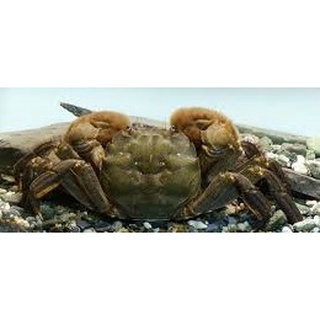 相手蟹紅螯螳臂蟹 蝦皮購物