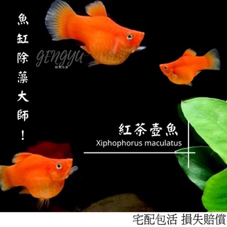 耕魚水族gengyu 漂亮寶貝rac 對 鮮豔色彩漂亮寶貝鱂 模型 蝦皮購物
