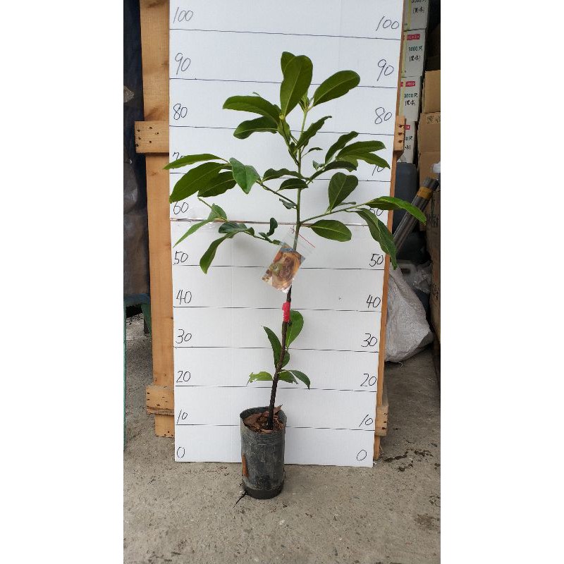 黑柿巧克力布丁果黑柿苗靠接苗 蝦皮購物