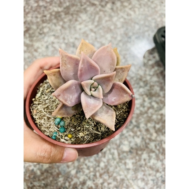 朧月石蓮多肉植物開花盆栽 觀葉植物 室內擺設 辦公室團購 結婚送客禮 送禮盆栽 建築綠牆 園藝設計 景觀設計 蝦皮購物