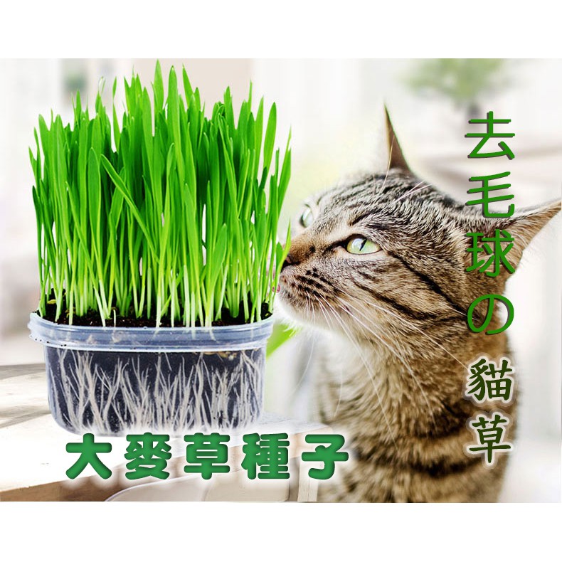 天然大麥種子猫草種子猫零食猫咪去毛球猫咪用品30g只要19元 蝦皮購物