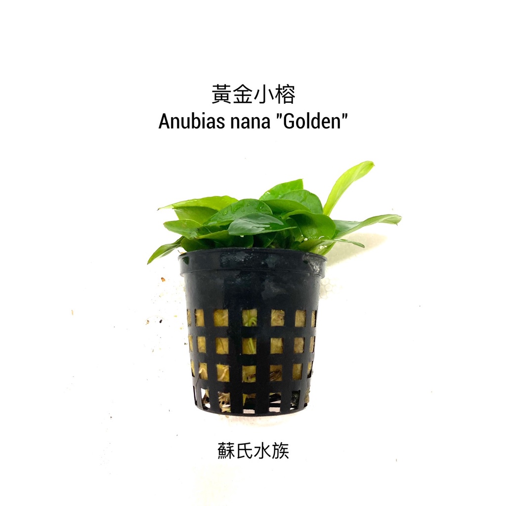 陰性水草前景的價格推薦 22年12月 比價比個夠biggo